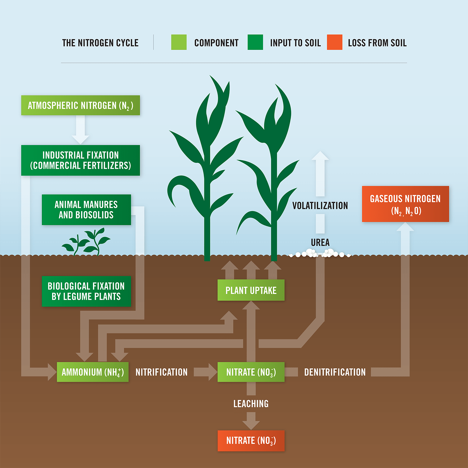 A graphical image of a the nitrogen cycle